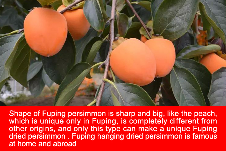 dried persimmon fruit